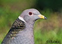 Columba fasciata